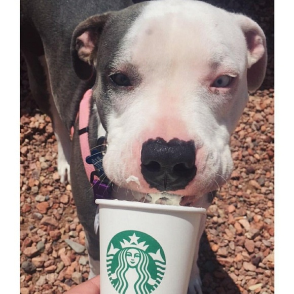 Meet your Posher, P.D. - Picture 2 of 5